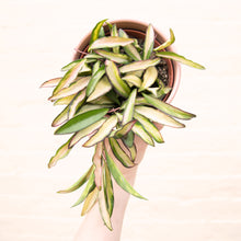 Load image into Gallery viewer, Hoya Wayetii Variegated