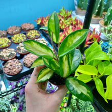 Load image into Gallery viewer, Baby Hoya Carnosa Tricolor 'Krimson Princess'