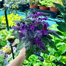 Load image into Gallery viewer, Gynura Aurantiaca 'Purple Velvet' (2 sizes)