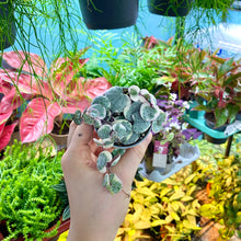 Load image into Gallery viewer, Variegated Ceropegia Woodii 'String Of Hearts'