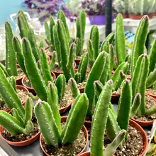 Load image into Gallery viewer, Stapelia Leendertziae 'Black Bells'