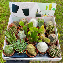 Load image into Gallery viewer, Mystery Mini Cactus Mix