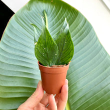 Load image into Gallery viewer, Baby Hoya Polyneura Rooted Cuttings