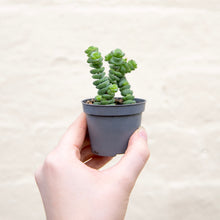 Load image into Gallery viewer, Crassula Marnieriana 'Jade Necklace'