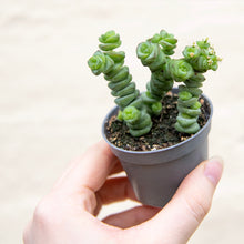 Load image into Gallery viewer, Crassula Marnieriana 'Jade Necklace'