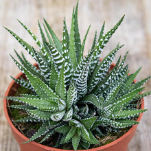 Load image into Gallery viewer, Haworthia Fasciata 'Big Band' (2 sizes)