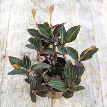 Load image into Gallery viewer, Ludisia Discolor 'Jewel Orchid'