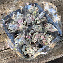 Load image into Gallery viewer, Variegated Ceropegia Woodii 'String Of Hearts'