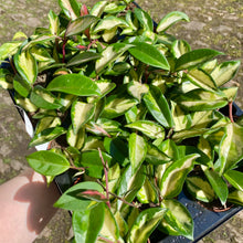 Load image into Gallery viewer, Baby Hoya Carnosa Tricolor 'Krimson Princess'