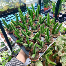 Load image into Gallery viewer, Stapelia Leendertziae 'Black Bells'