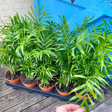 Load image into Gallery viewer, Chamaedorea Elegans 'Parlour Palm'