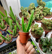 Load image into Gallery viewer, Stapelia Leendertziae 'Black Bells'