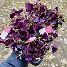 Load image into Gallery viewer, Oxalis Triangularis ‘False Shamrock’
