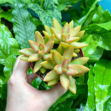 Load image into Gallery viewer, Sedum Adolphii (Golden Sedum)