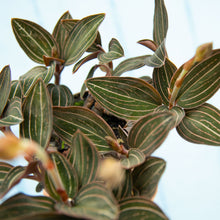 Load image into Gallery viewer, Ludisia Discolor 'Jewel Orchid'