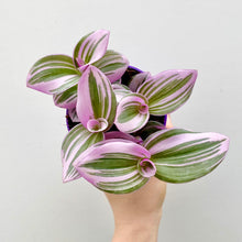Load image into Gallery viewer, Tradescantia Nanouk 'Silver Inch Plant' (2 sizes)