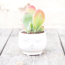 Load image into Gallery viewer, Kalanchoe Thyrsiflora 'Oricula'