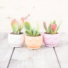 Load image into Gallery viewer, Kalanchoe Thyrsiflora 'Oricula'