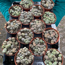 Load image into Gallery viewer, Lithops 'Living Stones'