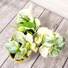 Load image into Gallery viewer, Epipremnum Aureum 'Happy Leaf' - Manjula Pothos
