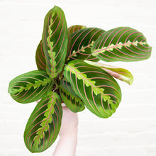 Load image into Gallery viewer, Maranta Leuconeura 'Fascinator'