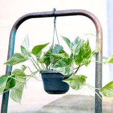 Load image into Gallery viewer, Epipremnum Aureum (Marble Queen Pothos) Hanging Pot