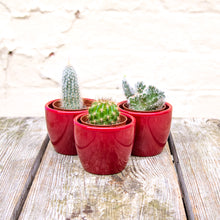 Load image into Gallery viewer, Mystery Mini Cactus Mix