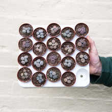 Load image into Gallery viewer, Baby Lithops 'Living Stones'
