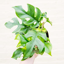 Load image into Gallery viewer, Rhaphidophora Tetrasperma 'Monstera Minima'