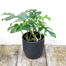 Load image into Gallery viewer, Pisa Plant Pot 13 x 13cm (9 colours)