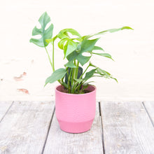 Load image into Gallery viewer, Rhaphidophora Tetrasperma 'Monstera Minima'