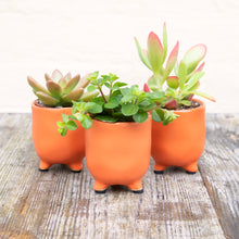 Load image into Gallery viewer, St Tropez Mini Plant Pots For Baby Plants!