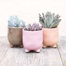 Load image into Gallery viewer, St Tropez Mini Plant Pots For Baby Plants!