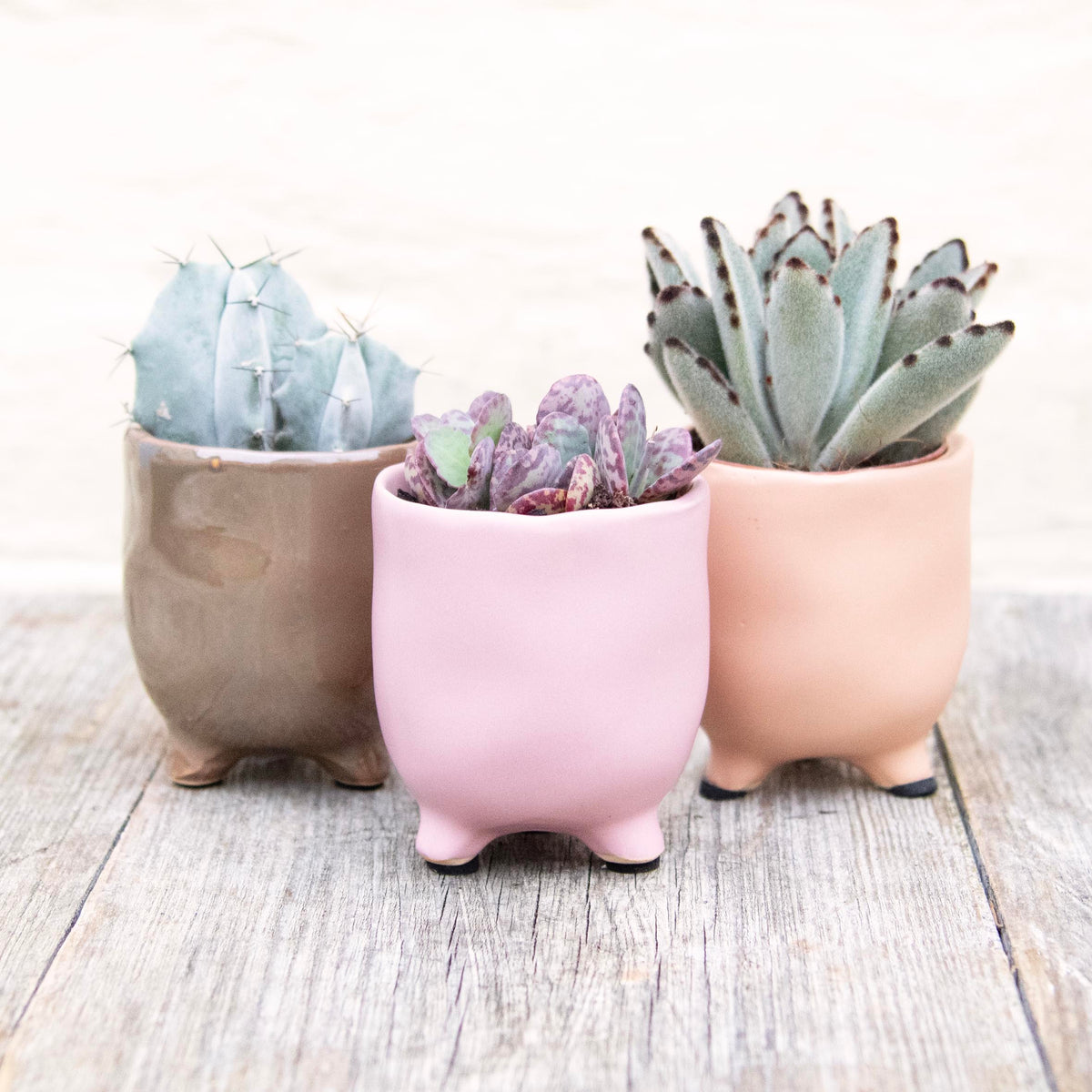 St Tropez Mini Plant Pots For Baby Plants! Moose Plant Shop