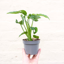 Load image into Gallery viewer, Monstera Adansonii 'Monkey Mask'