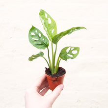 Load image into Gallery viewer, Monstera Adansonii 'Monkey Mask'
