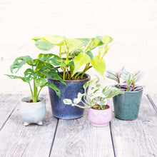 Load image into Gallery viewer, Houseplant Mystery Box