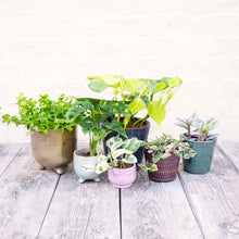 Load image into Gallery viewer, Houseplant Mystery Box