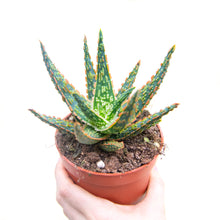 Load image into Gallery viewer, Aloe Zebrina 'Dannyz'