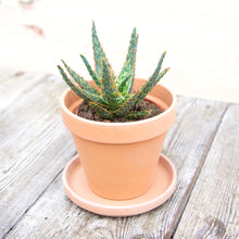 Load image into Gallery viewer, Aloe Zebrina 'Dannyz'