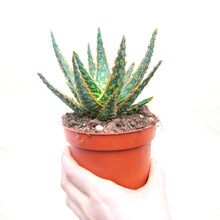 Load image into Gallery viewer, Aloe Zebrina 'Dannyz'
