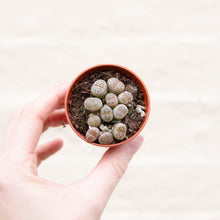 Load image into Gallery viewer, Baby Lithops 'Living Stones'