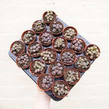 Load image into Gallery viewer, Baby Lithops 'Living Stones'