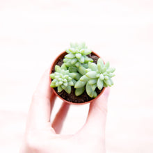 Load image into Gallery viewer, Sedum Morganianum ‘Burrito’