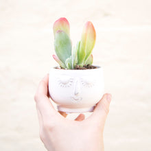 Load image into Gallery viewer, Kalanchoe Thyrsiflora 'Oricula'
