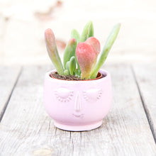 Load image into Gallery viewer, Kalanchoe Thyrsiflora 'Oricula'
