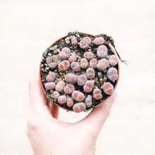 Load image into Gallery viewer, Lithops 'Living Stones'