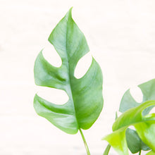 Load image into Gallery viewer, Rhaphidophora Tetrasperma 'Monstera Minima'