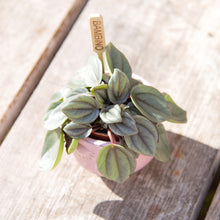 Load image into Gallery viewer, Peperomia 'Milano'