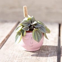 Load image into Gallery viewer, Peperomia 'Milano'